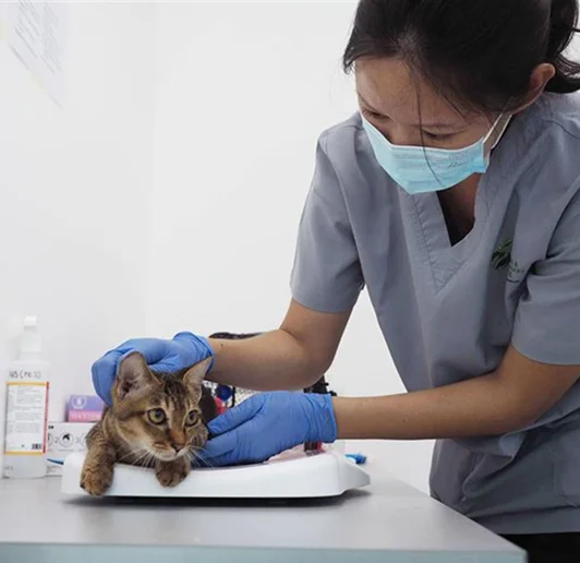 Pet cat sterilisation support programme