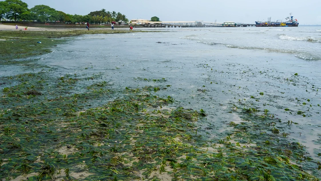 Seagrass meadows underwater
