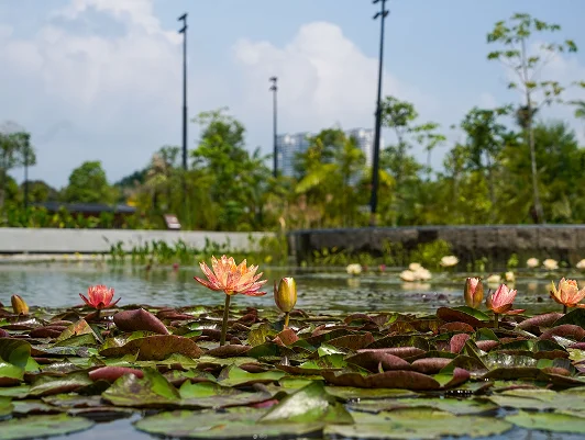 Water Lily Garden with pink and yellow lilies