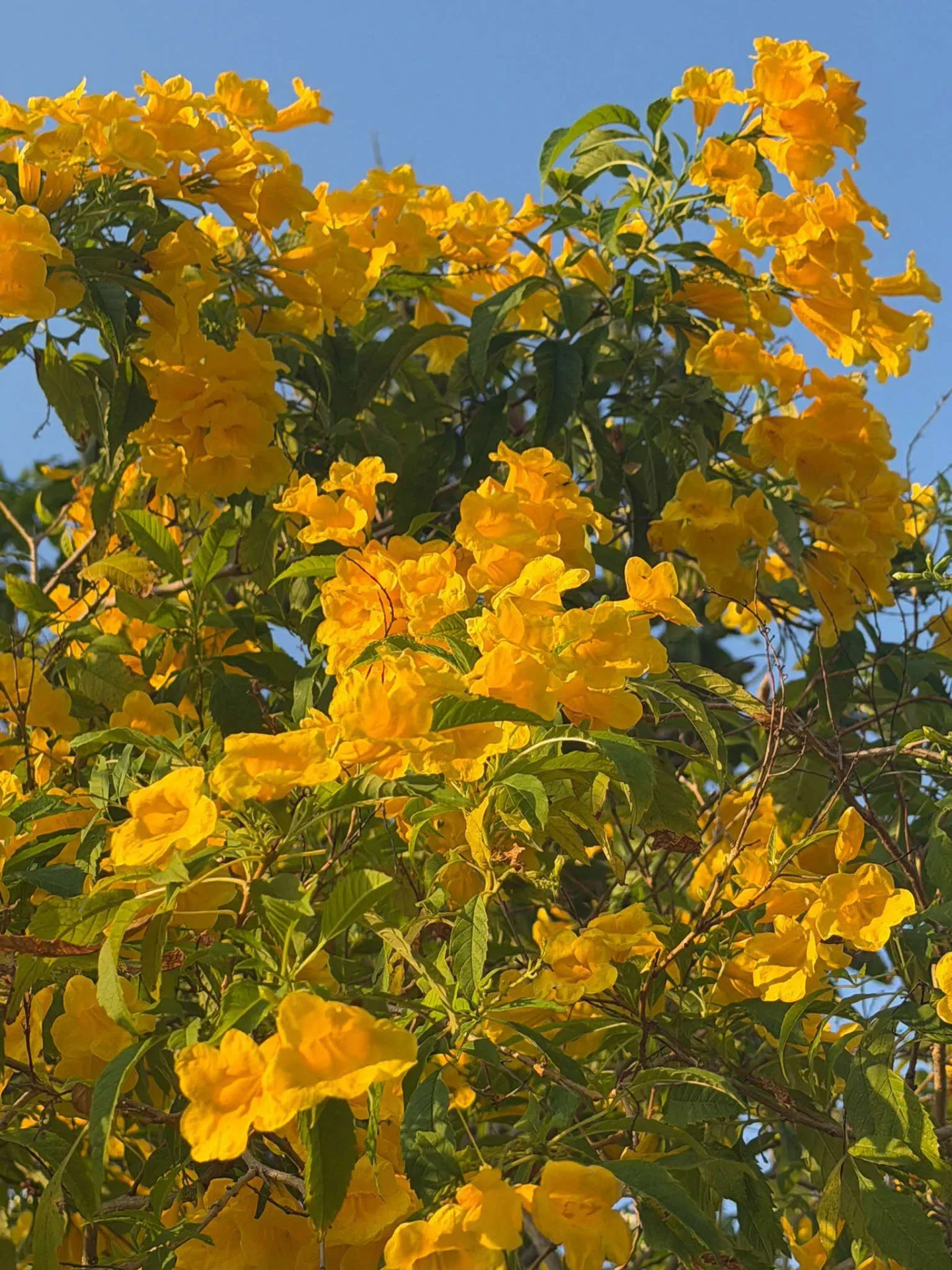 Yellow Bells (Tecoma stans) flowering against a blue sky