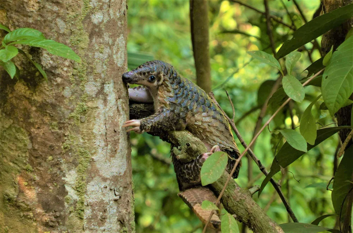 Sunda Pangolin climbing a tree
