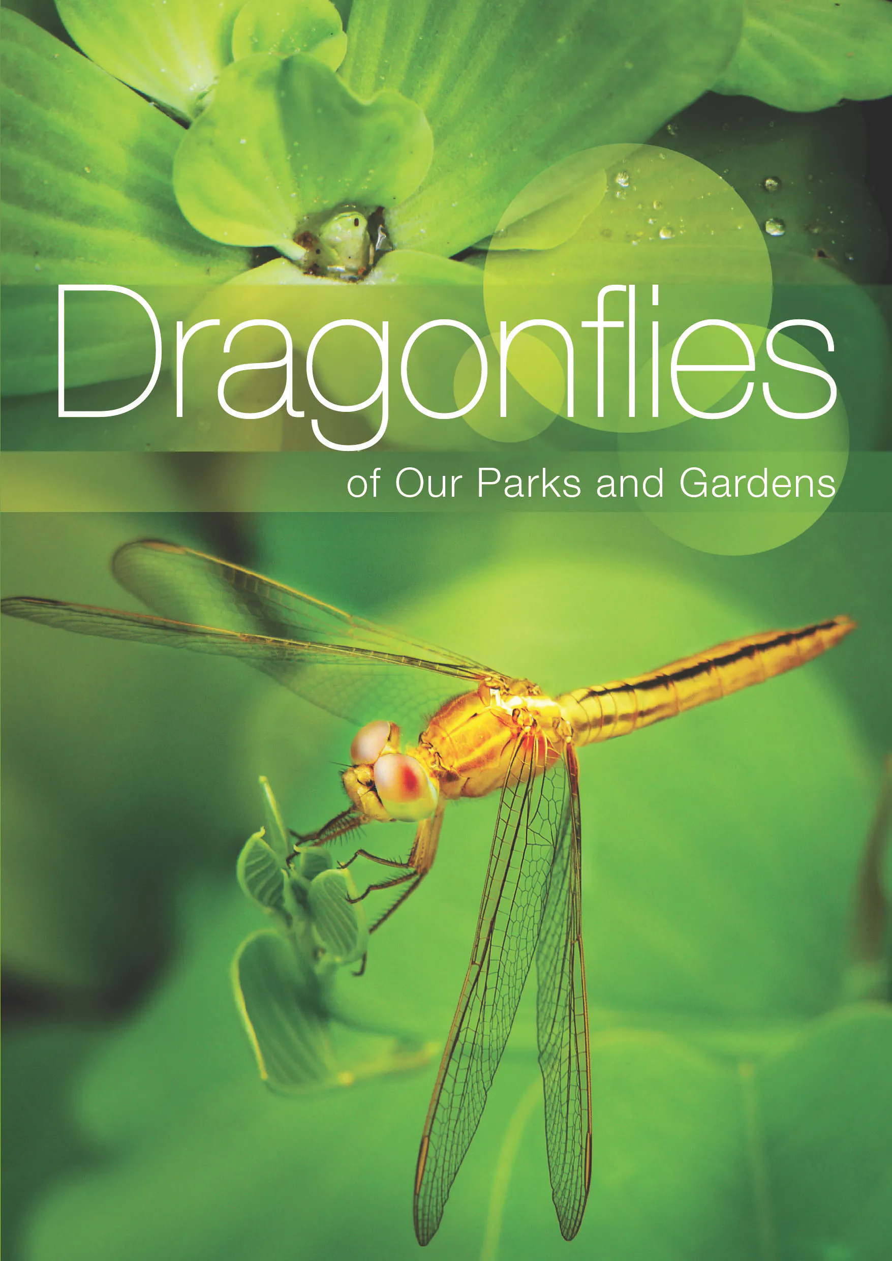 Dragonflies of Our Parks and Gardens