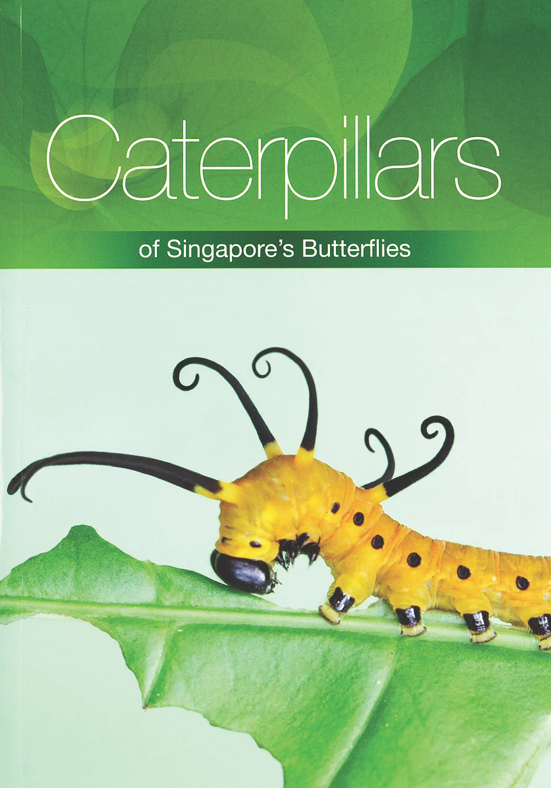Caterpillars of Singapore's Butterflies