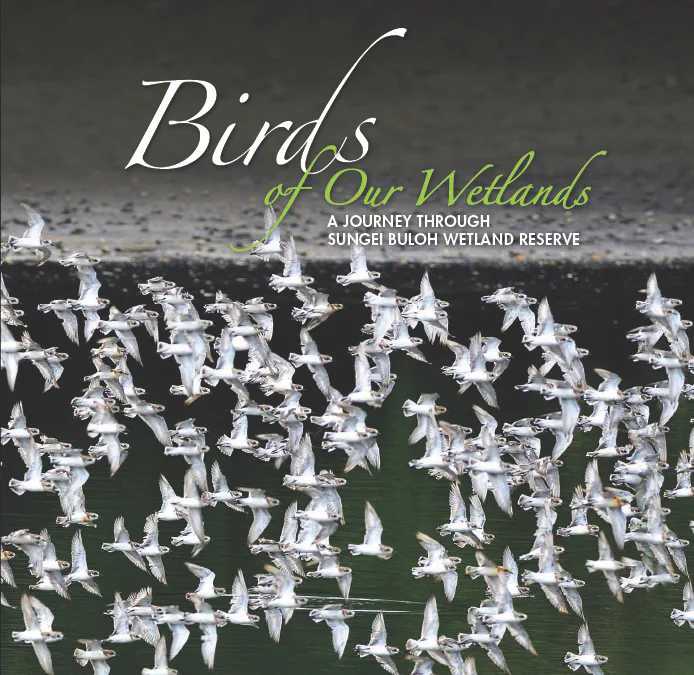 Birds of Our Wetlands: A Journey Through Sungei Buloh Wetland Reserve