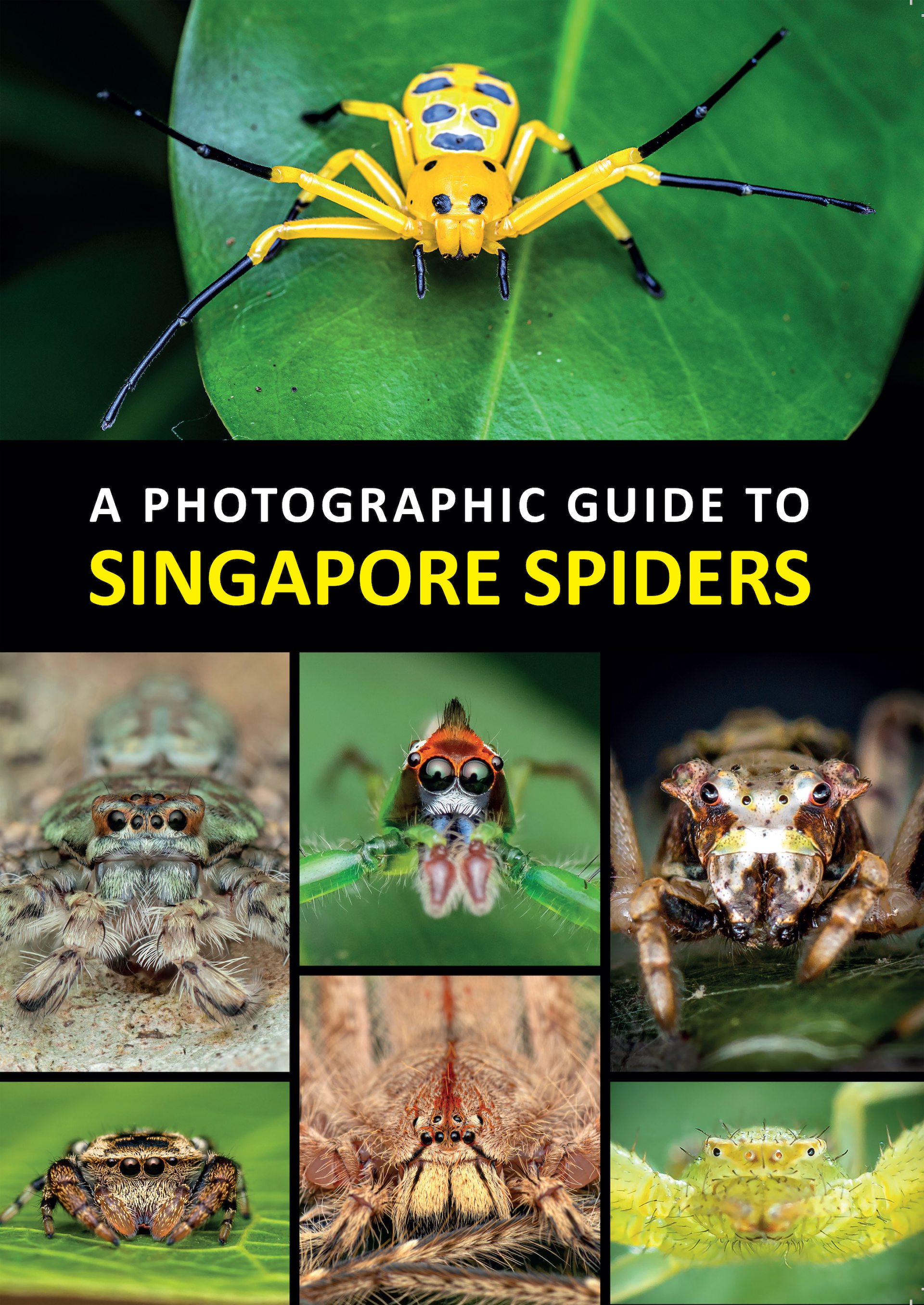 A Photographic Guide to Singapore Spiders