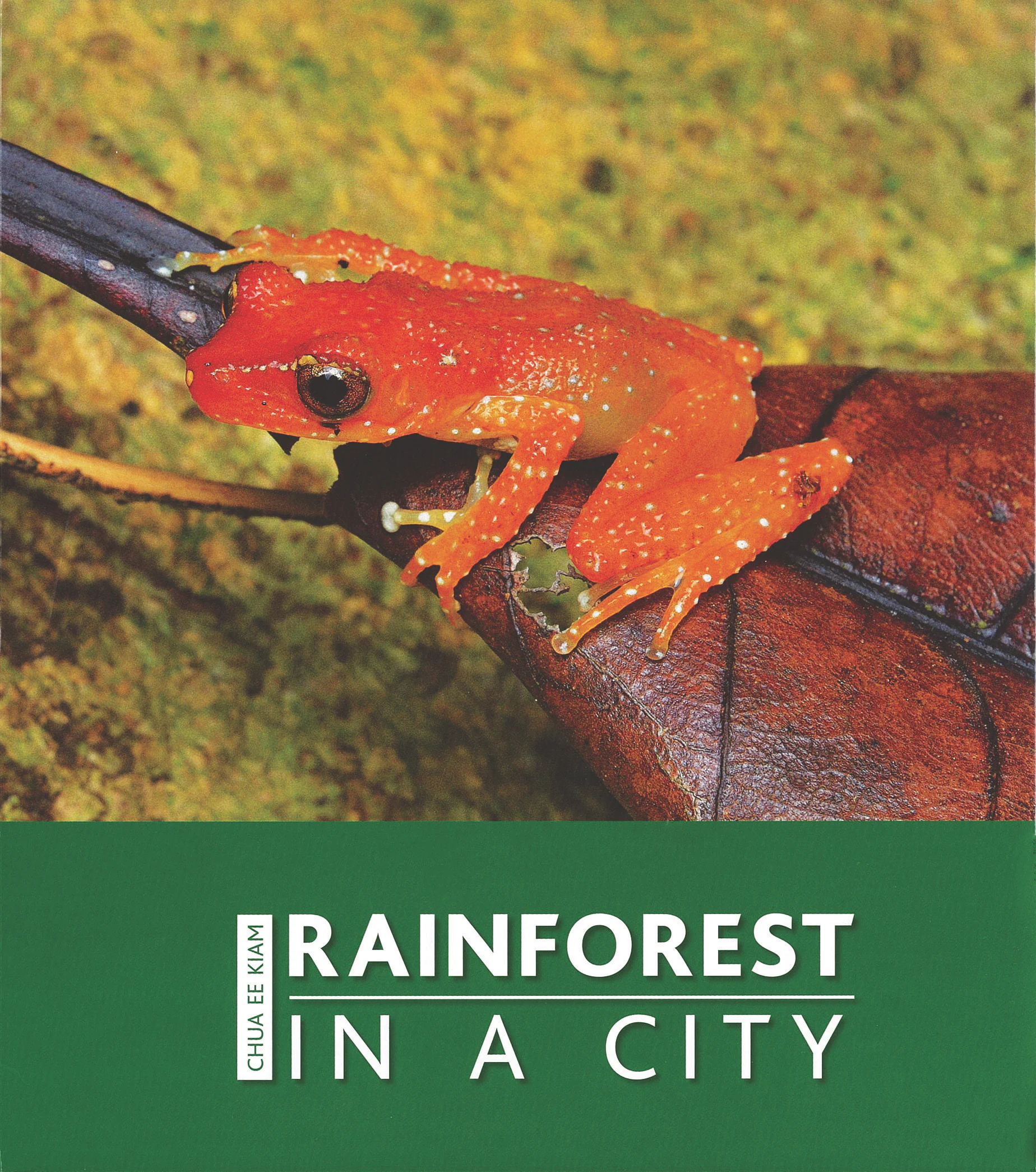 Rainforest in a City