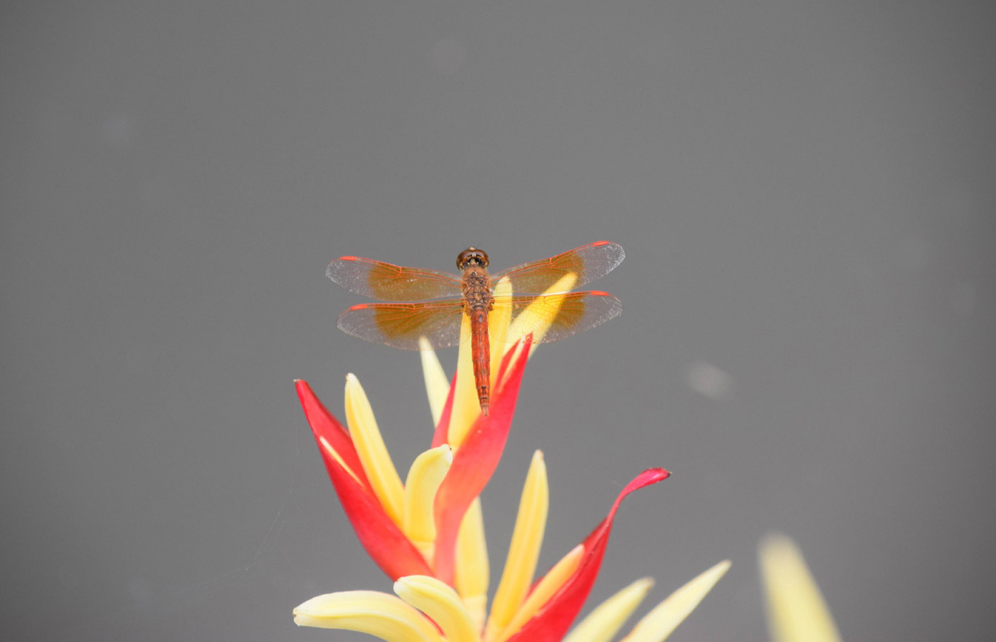 Common Amberwing