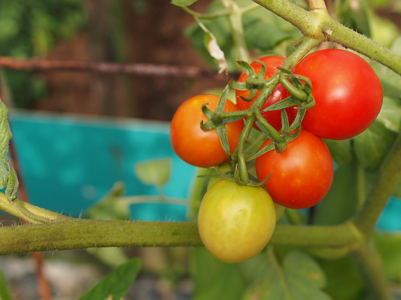 Tomato, Brinjal and Lady's Finger'