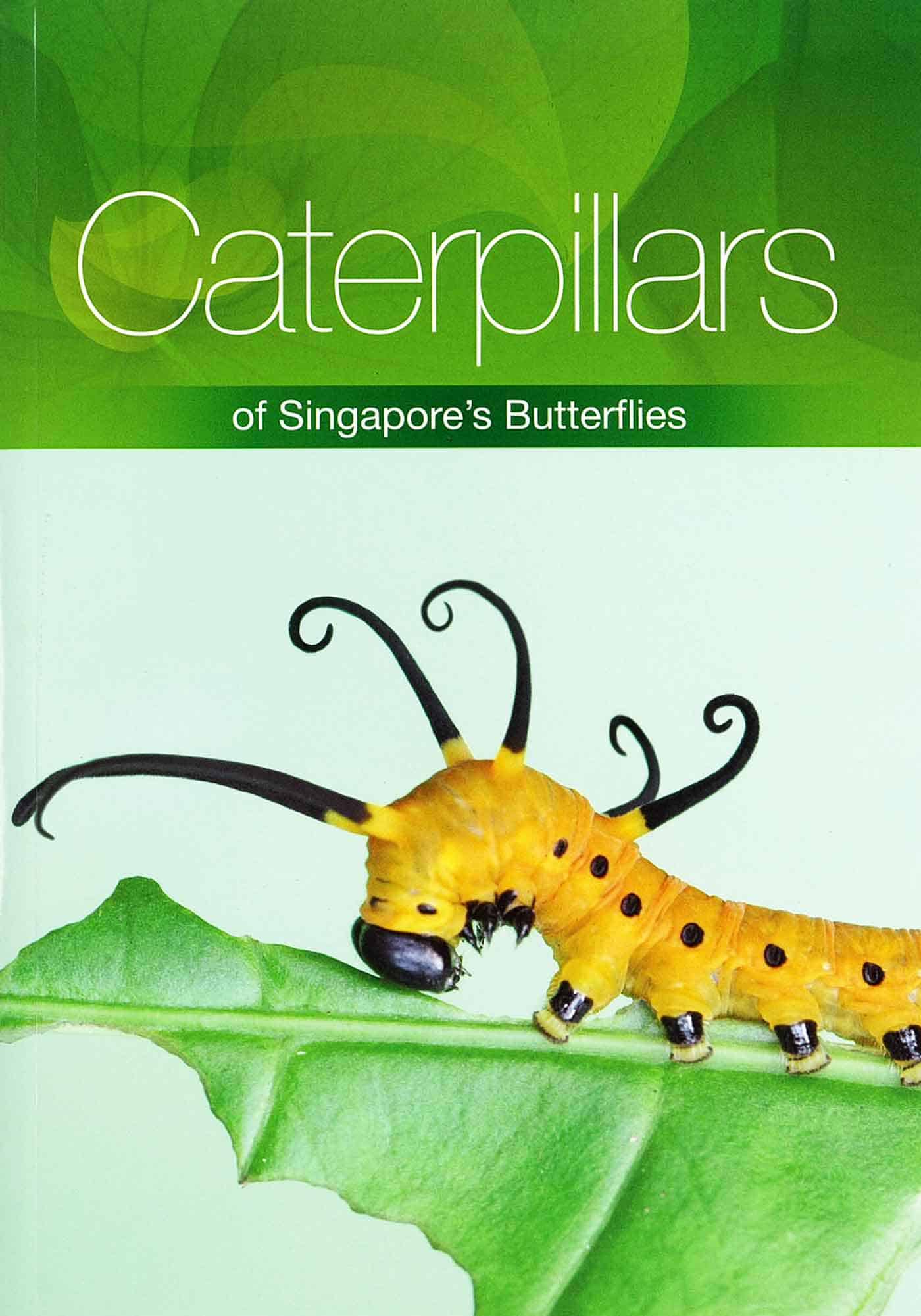 Caterpillars of Singapore’s Butterflies