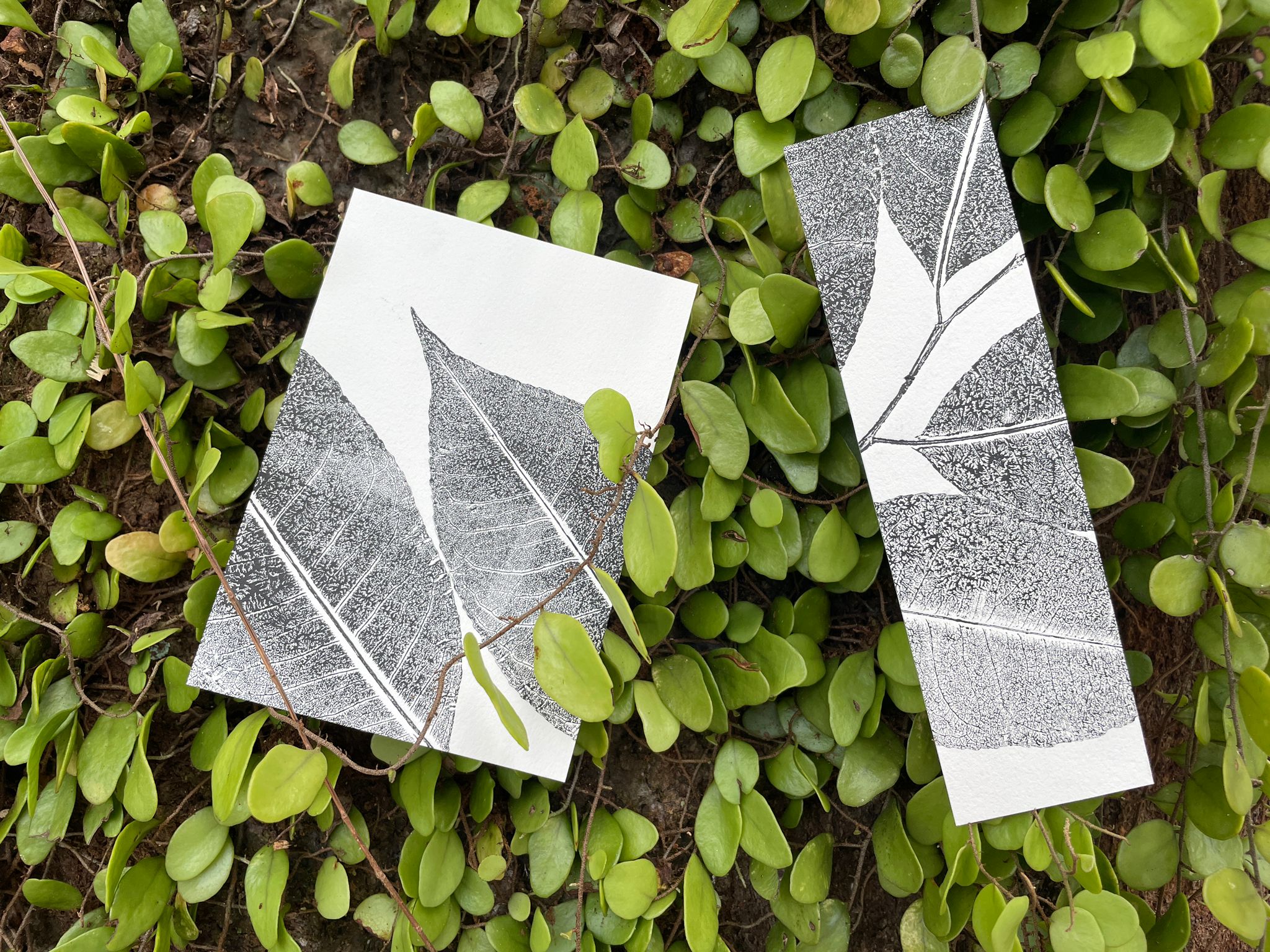 Make Your Own Nature Print!