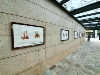Botanical Illustration Garden of Miss Joaquim Collection