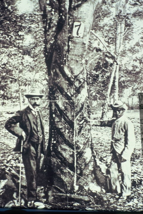 Ridley with an original para rubber tree in the Economic Garden