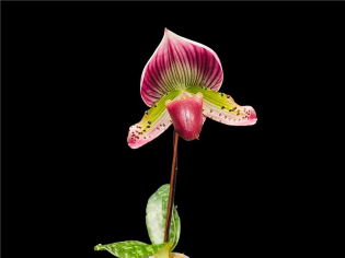 SGF Orchid Show Daily Tours