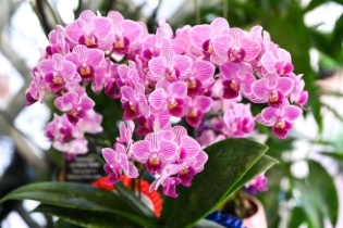 SGF Orchid Show 2025