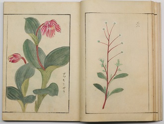 Vol. 4 of ‘Sōmoku kihin zuroku’ [Catalogue of unusual and rare plants] 1800s Artist unknown COLLECTION OF HIGASHIYAMA BOTANICAL GARDENS