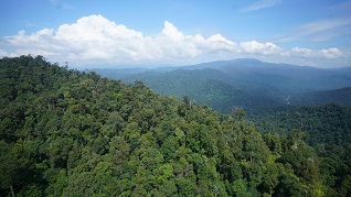 Rainforest-SK Ganesan
