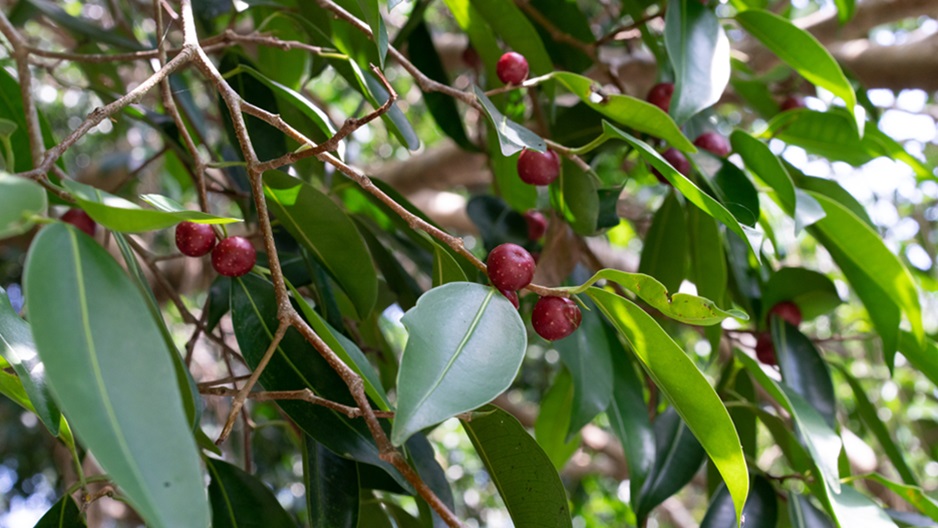 Ficus kurzii_SK Ganesan