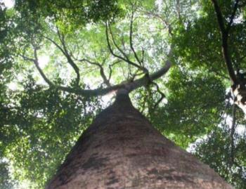 Image of the canopy at the Rain Forest.