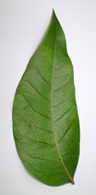 broad leafed mahogany